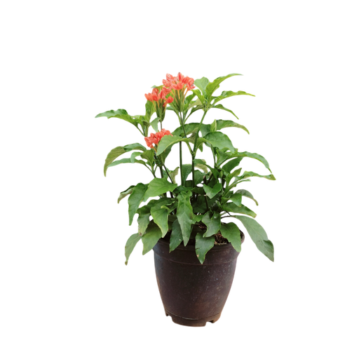 Red aboli,  firecracker flower, Crossandra nilotica