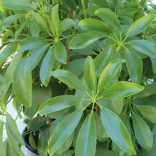 Schefflera Green, Schefflera arboricola