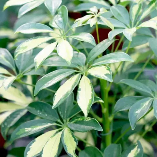 Schefflera variegated, Schefflera arboricola variegata