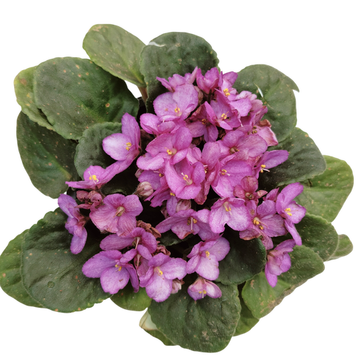 [PLAN SAIO PT 0013 1.6L] African Violet, Saintpaulia ionantha