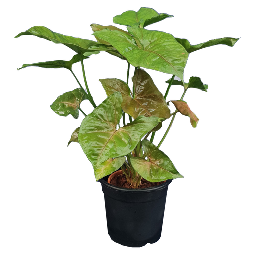 [PLFP SYBR PT 0013 1.6L] Syngonium podophyllum ‘Bronze’