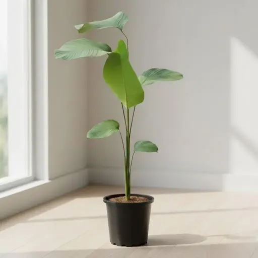 Cigar plant, Calathea lutea