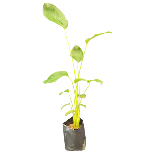 Cigar plant, Calathea lutea