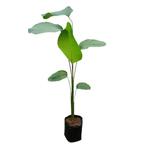 Cigar plant, Calathea lutea