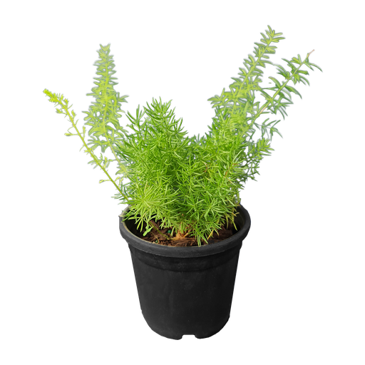 Foxtail fern, Asparagus densiflorus