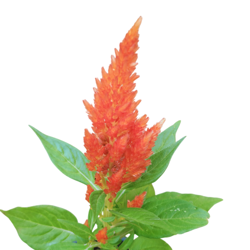 Cockscomb, Celosia argentea plumosa