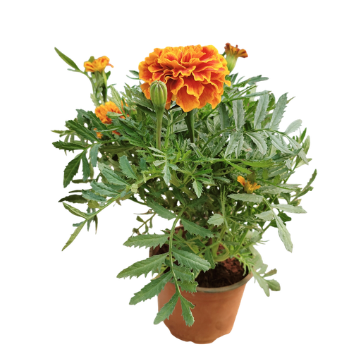 African Marigold, Tagetes erecta