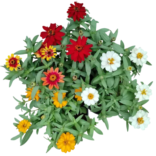 झिनिया एलेगन्स मिक्स कलर