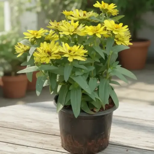 Zinnia elegans Mix color