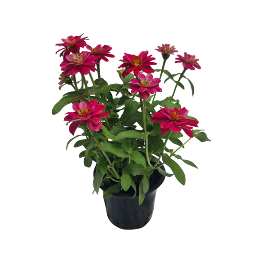 Zinnia elegans