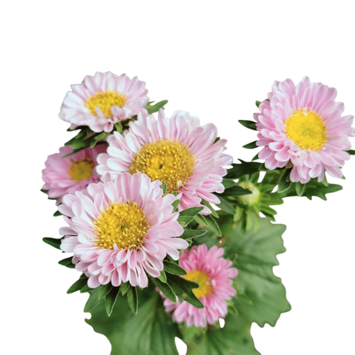 Aster, Callistephus chinensis