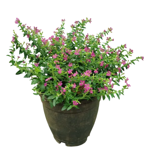 Cuphea hyssopifolia purple