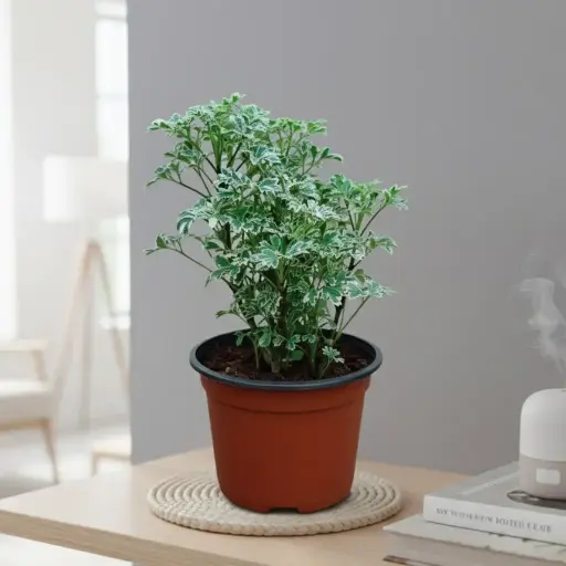 [PLFP POVR  PT 0010 785ml H015] अरेल्या वैरिगेटेड, पॉलीसिआस ड्वार्फ व्हाईट