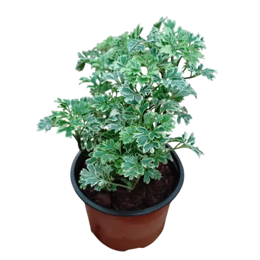 [PLFP POVR  PT 0010 785ml H015] Arelia Varigated, Polyscias  dwarf 