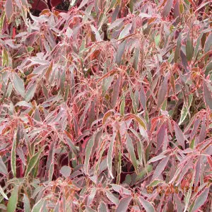 Acalypha godseffiana
