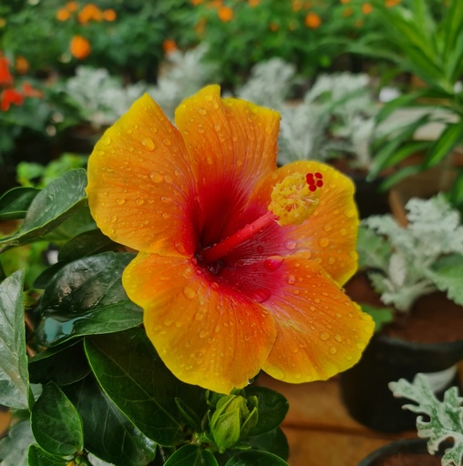 Jaswand, Hibiscus hybrid
