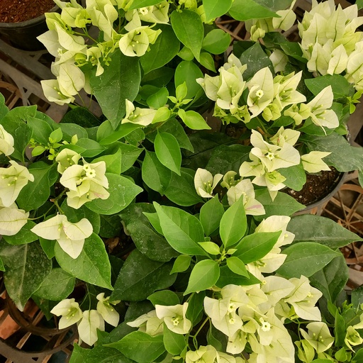 Bougainvillea Singapore White