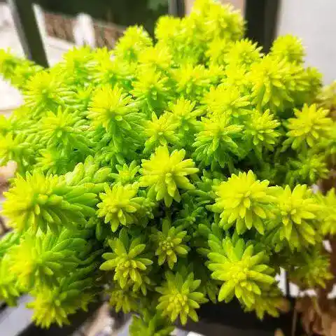 [PLSU SEGO PT 0018 3L] Sedum golden