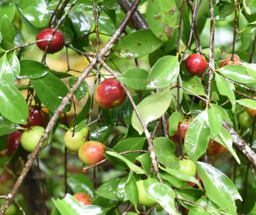 [PLFT GAIN BG 1012 5.6L H030] Kokum, Garcinia indica