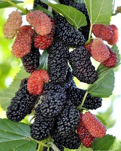 Black mulberry, Morus nigra