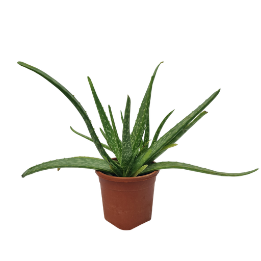 Korfad, Aloe Vera