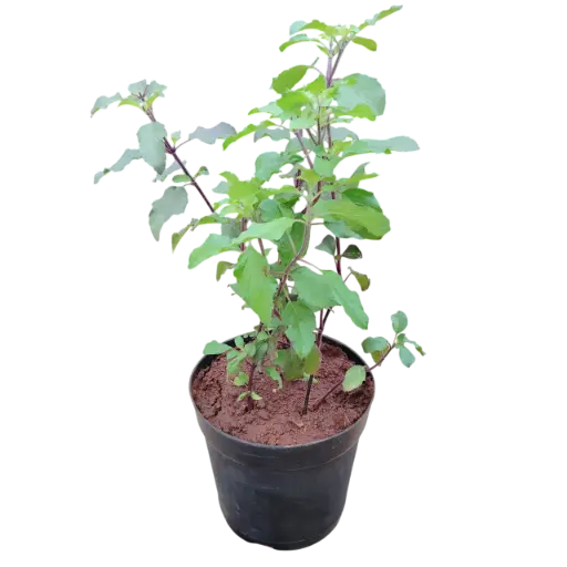 कृष्णा तुलसी, ओसिमम सॅंक्टम