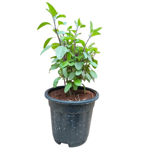 Krishna tulasi, Ocimum sanctum