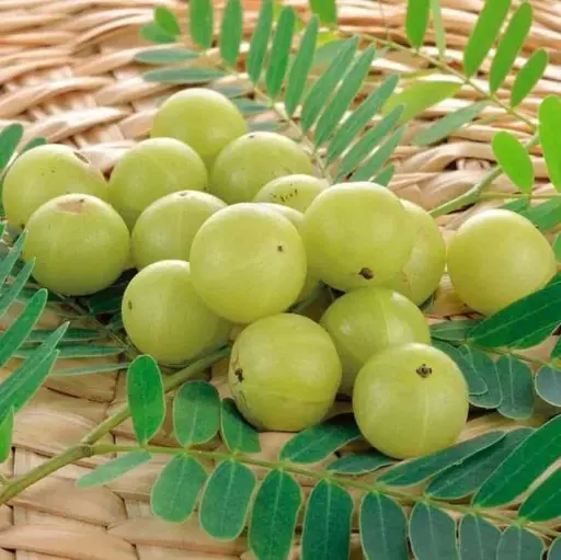 Amla banares, Indian gooseberry, Phyllanthus emblica