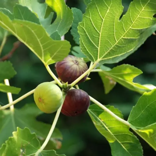 [PLFT FICA BG 1010 3.9L H030] Fig, Anjir, Ficus carica