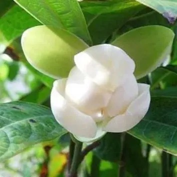 Kavati Chafa, Magnolia liliifera