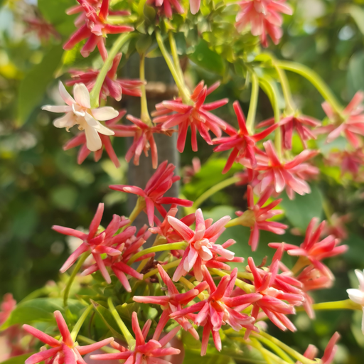 Rangoon Creeper, Quisqualis Indica plena double