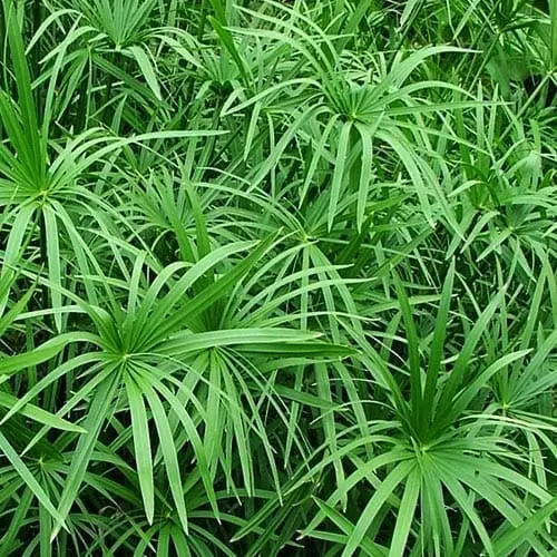 [PLMA CYAL PT 0022 H030] Umbrella grass, Cyperus alternifolius
