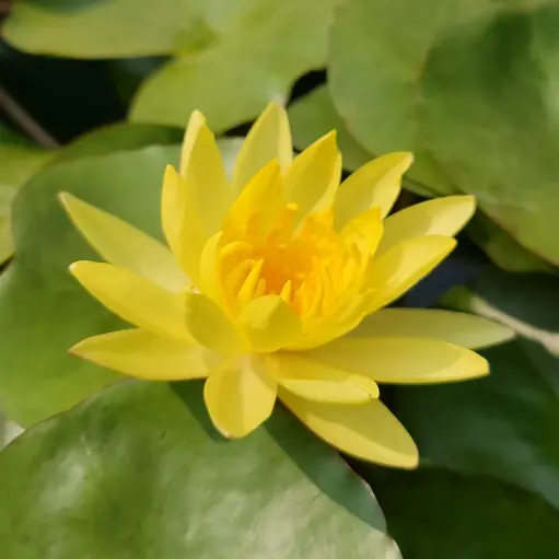 Water lily, Nymphea yellow