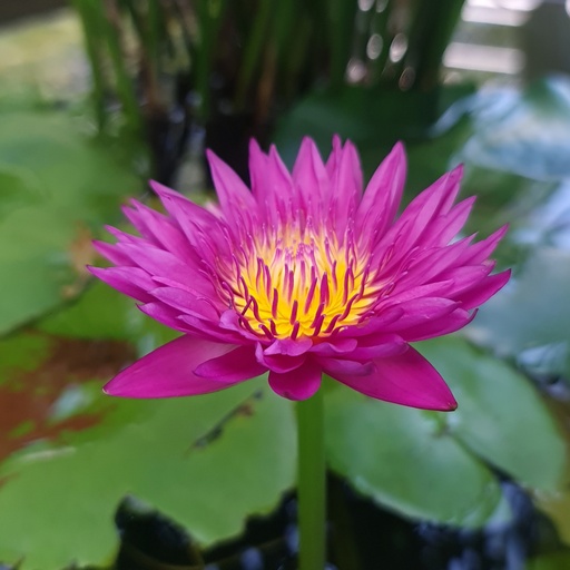 Water lily, Nymphea pink