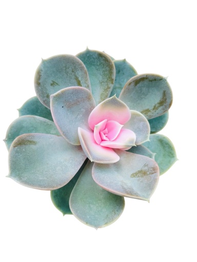 [PLSL ECPV PT 0008 326ml] Echeveria Perle Von Nürnberg