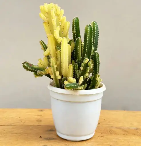 Fairy castle cactus, Acanthocereus tetragonus variegated 
