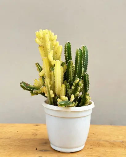 Fairy castle cactus, Acanthocereus tetragonus variegated 