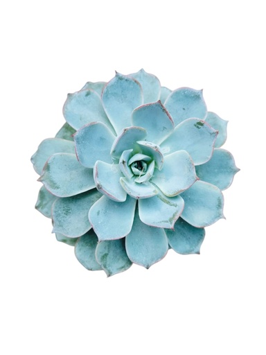 [PLSL ECBP PT 0008 326ml] Echeveria Blue Prince