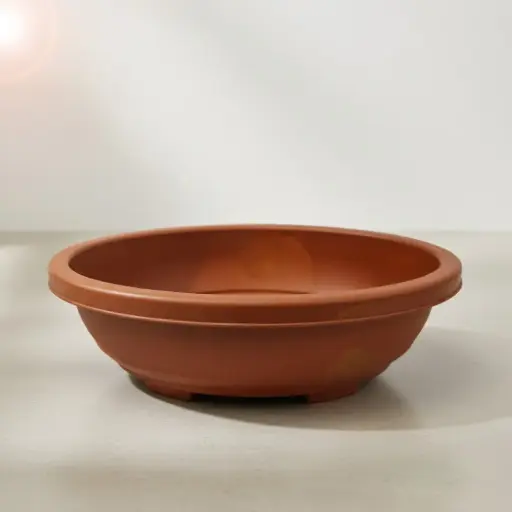 पॉट बोंसाई 2