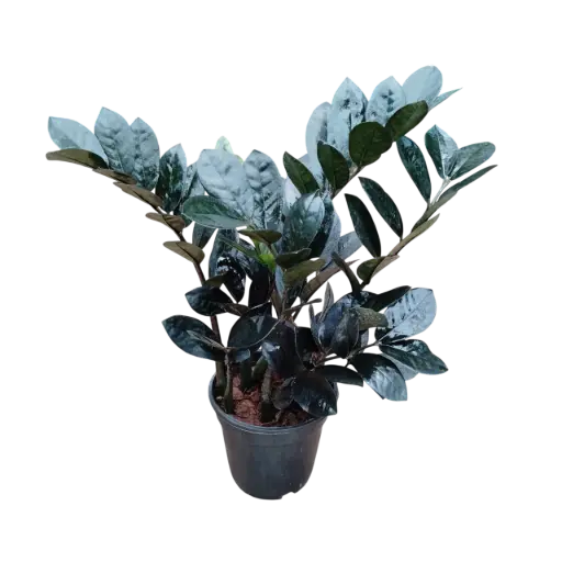 Black zamia, ZZ plants, Zamioculcas zamiifolia raven