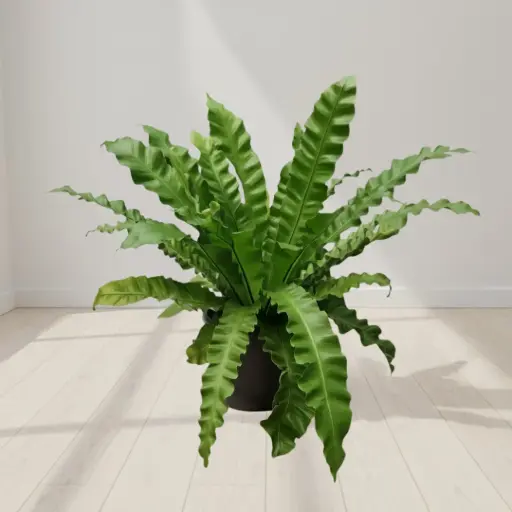 Bird's nest fern, Asplenium nidus