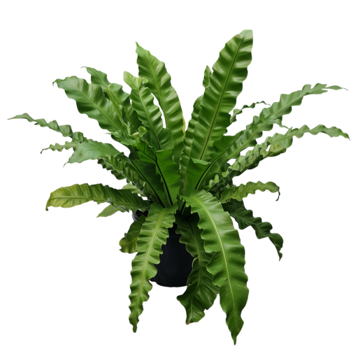 Bird's nest fern, Asplenium nidus