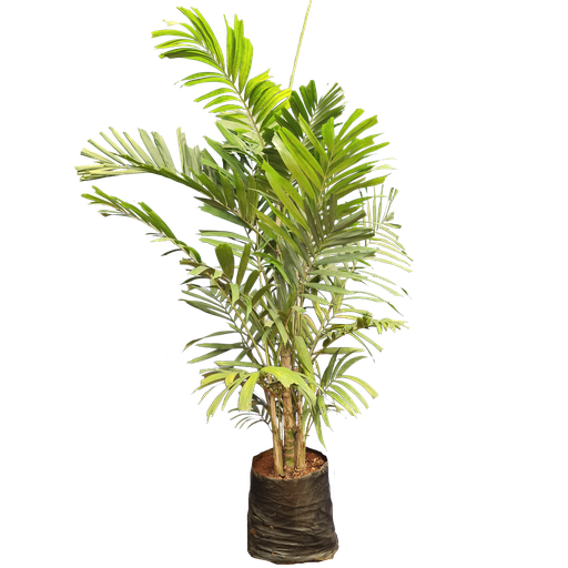 Macarthur palm, clumping kentia, Ptychosperma Macrarthuri