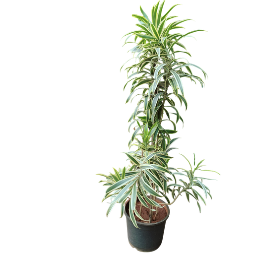 Song of India, Dracaena reflexa