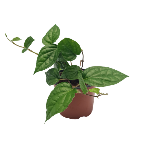 Magai pan, Piper beetle