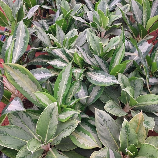 Aglaonema hybrida mix