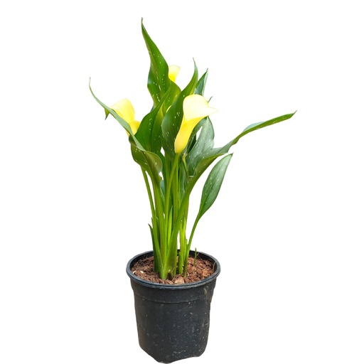 [PLLL ZAAE PT 0015 2.2L H030] Calla lily, Zantedeschia aethiopica