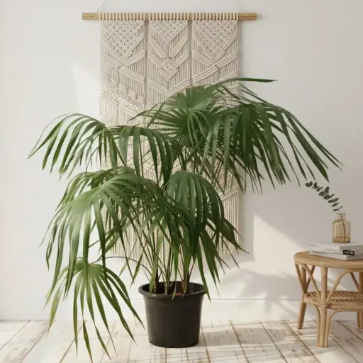 Thrinax palm, Thrinax excelsa