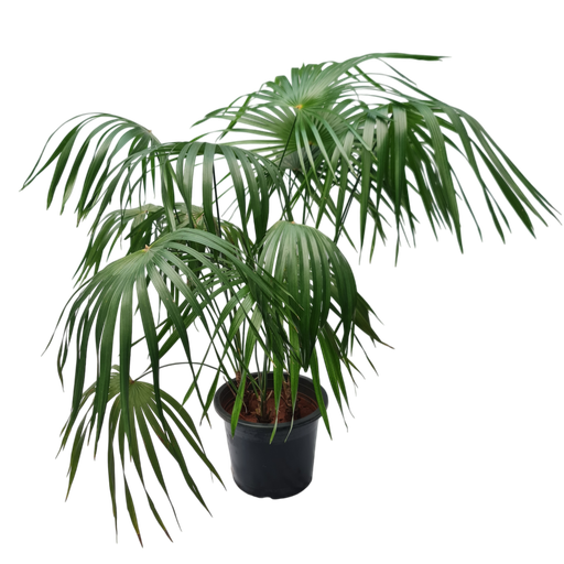 Thrinax palm, Thrinax excelsa