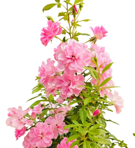 [PLRO ROCD PT 0025 10.3L H030] Rose china doll 